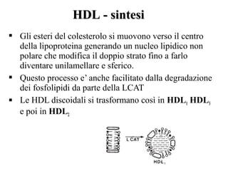HDL - sintesi
 Gli esteri del colesterolo si muovono verso il centro
  della lipoproteina generando un nucleo lipidico non
  polare che modifica il doppio strato fino a farlo
  diventare unilamellare e sferico.
 Questo processo e’ anche facilitato dalla degradazione
  dei fosfolipidi da parte della LCAT
 Le HDL discoidali si trasformano così in HDL1 HDL3
  e poi in HDL2
 