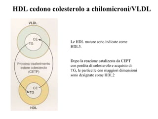 HDL cedono colesterolo a chilomicroni/VLDL



                 Le HDL mature sono indicate come
                 HDL3.


                 Dopo la reazione catalizzata da CEPT
                 con perdita di colesterolo e acquisto di
                 TG, le particelle con maggiori dimensioni
                 sono designate come HDL2
 