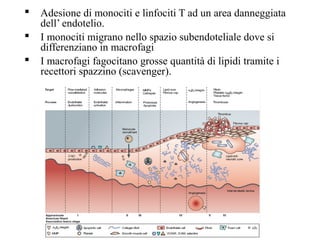    Adesione di monociti e linfociti T ad un area danneggiata
    dell’ endotelio.
   I monociti migrano nello spazio subendoteliale dove si
    differenziano in macrofagi
   I macrofagi fagocitano grosse quantità di lipidi tramite i
    recettori spazzino (scavenger).
 