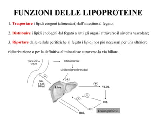 FUNZIONI DELLE LIPOPROTEINE
1. Trasportare i lipidi esogeni (alimentari) dall’intestino al fegato;

2. Distribuire i lipidi endogeni dal fegato a tutti gli organi attraverso il sistema vascolare;

3. Riportare dalle cellule periferiche al fegato i lipidi non più necessari per una ulteriore

ridistribuzione o per la definitiva eliminazione attraverso la via biliare.




                                                            Tessuti periferici
 