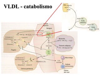 VLDL - catabolismo
 