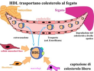 HDL trasportano colesterolo al fegato
                  intestino                           fegato

                                    endotelio


                                                                         degradazione del
                                                                       colesterolo a livello
              extravasazione                   Trasporto                            epatico
                                           (col. Esterificato)



cellule muscolari lisce
                               HDL


                                                                     captazione di
fibroblasti                    macrofagi                         colesterolo libero
 