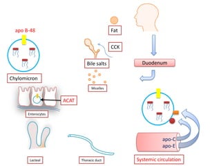 apo B-48                                   Fat


                                             CCK


                               Bile salts            Duodenum

Chylomicron
                                  Micelles


                     ACAT

       Enterocytes




                                                              apo-C
                                                              apo-E

        Lacteal             Thoracic duct          Systemic circulation
 