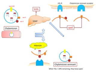 LDL-R          Chylomicron remnant receptor
   apo-B-48

                         VLDL


                 apo-E

              apo-C      Liver


Chylomicron                                                  apoE




                          Adipocyte




                                            Chylomicron remnant
                                      When TGs < 20% remaining, they loose apoC
 