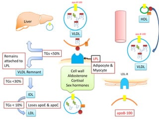 apo-B-100




                                                                                HDL
              Liver


                                       VLDL                                 apo-B-100




                        TGs <50%
Remains
                                                   LPL
attached to
LPL                                                Adipocyte &               VLDL
       VLDL Remnant                    Cell wall   Myocyte
                                                                   LDL-R
                                     Aldosterone
TGs <30%                               Cortisol
                                    Sex hormones

                IDL

TGs < 10%       Loses apoE & apoC

                LDL                                              apoB-100
 