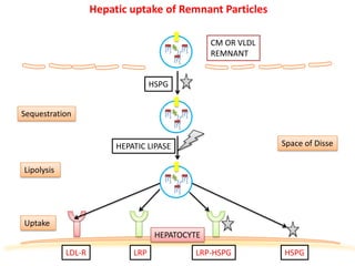 Hepatic uptake of Remnant Particles

                                                 CM OR VLDL
                                                 REMNANT


                                   HSPG


Sequestration


                         HEPATIC LIPASE                       Space of Disse


Lipolysis




Uptake
                                    HEPATOCYTE

            LDL-R            LRP             LRP-HSPG         HSPG
 