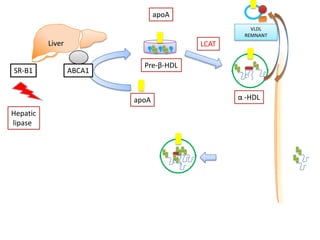 apoA
                                                  VLDL
                                                REMNANT
          Liver                         LCAT

                            Pre-β-HDL
SR-B1             ABCA1


                          apoA                 α -HDL

Hepatic
lipase
 