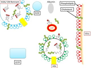 VLDL/ CM Remnant          Albumin
                                    Phospholipids

                                    Cholesterol
                   PLTP




                            LCAT


                                                    CELL




            CETP
                              HDL
 