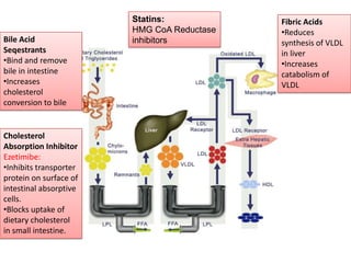 Statins:            Fibric Acids
                        HMG CoA Reductase   •Reduces
Bile Acid               inhibitors          synthesis of VLDL
Seqestrants                                 in liver
•Bind and remove                            •Increases
bile in intestine                           catabolism of
•Increases                                  VLDL
cholesterol
conversion to bile


Cholesterol
Absorption Inhibitor
Ezetimibe:
•Inhibits transporter
protein on surface of
intestinal absorptive
cells.
•Blocks uptake of
dietary cholesterol
in small intestine.
 