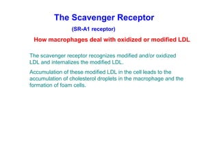 The Scavenger Receptor
                 (SR-A1 receptor)
 How macrophages deal with oxidized or modified LDL

The scavenger receptor recognizes modified and/or oxidized
LDL and internalizes the modified LDL.
Accumulation of these modified LDL in the cell leads to the
accumulation of cholesterol droplets in the macrophage and the
formation of foam cells.
 