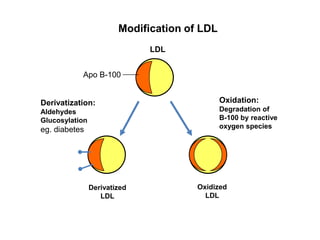 Modification of LDL
                              LDL


           Apo B-100


Derivatization:                               Oxidation:
Aldehydes                                     Degradation of
Glucosylation                                 B-100 by reactive
eg. diabetes                                  oxygen species




                Derivatized            Oxidized
                   LDL                   LDL
 