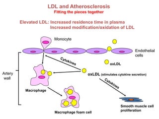 LDL and Atherosclerosis
                          Fitting the pieces together

         Elevated LDL: Increased residence time in plasma
                       Increased modification/oxidation of LDL

                          Monocyte

                                                                         Endothelial
                                                                         cells

                                                          oxLDL

Artery                                      oxLDL (stimulates cytokine secretion)
 wall


           Macrophage



                                                                Smooth muscle cell
                                                                proliferation
                          Macrophage foam cell
 