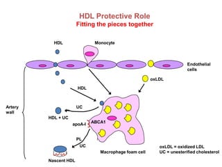 HDL Protective Role
                       Fitting the pieces together

           HDL                Monocyte



                                                                       Endothelial
                                                                       cells

                                                       oxLDL

                       HDL



Artery                 UC
wall
         HDL + UC
                    apoA-I   ABCA1


                       PL
                        UC                                oxLDL = oxidized LDL
                                Macrophage foam cell      UC = unesterified cholesterol
         Nascent HDL
 