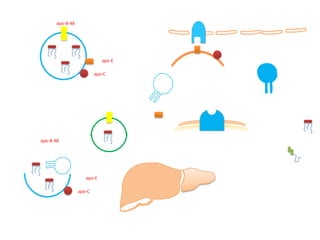 apo-B-48




                             apo-E

                          apo-C




apo-B-48




                     apo-E

                  apo-C
 