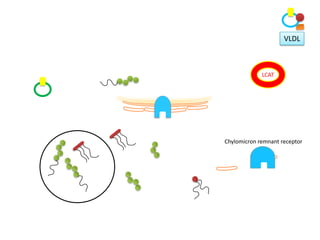 VLDL



             LCAT




Chylomicron remnant receptor
 