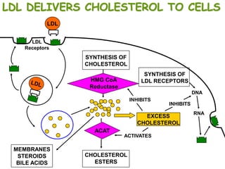 LDL DELIVERS CHOLESTEROL TO CELLS
            LDL


      LDL
    Receptors
                  SYNTHESIS OF
                  CHOLESTEROL
                                      SYNTHESIS OF
                   HMG CoA           LDL RECEPTORS
                   Reductase
                                                       DNA
                                 INHIBITS
                                            INHIBITS
                                                       RNA
                                     EXCESS
                                   CHOLESTEROL
                    ACAT
                               ACTIVATES

 MEMBRANES
  STEROIDS        CHOLESTEROL
  BILE ACIDS        ESTERS
 