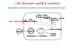 LDL Receptor (apoB-E receptor)
Regulates cholesterol synthesis and plasma cholesterol levels


                               HMG-CoA
                               reductase
                                      Cholesteryl ester
              LDL                         (storage)
           Receptors
LDL-Receptors
                                               ACA
                                               T


                                           Cholesterol
         LDL         LDL
                                            Amino
                   Endosome Lysosome        acids
 