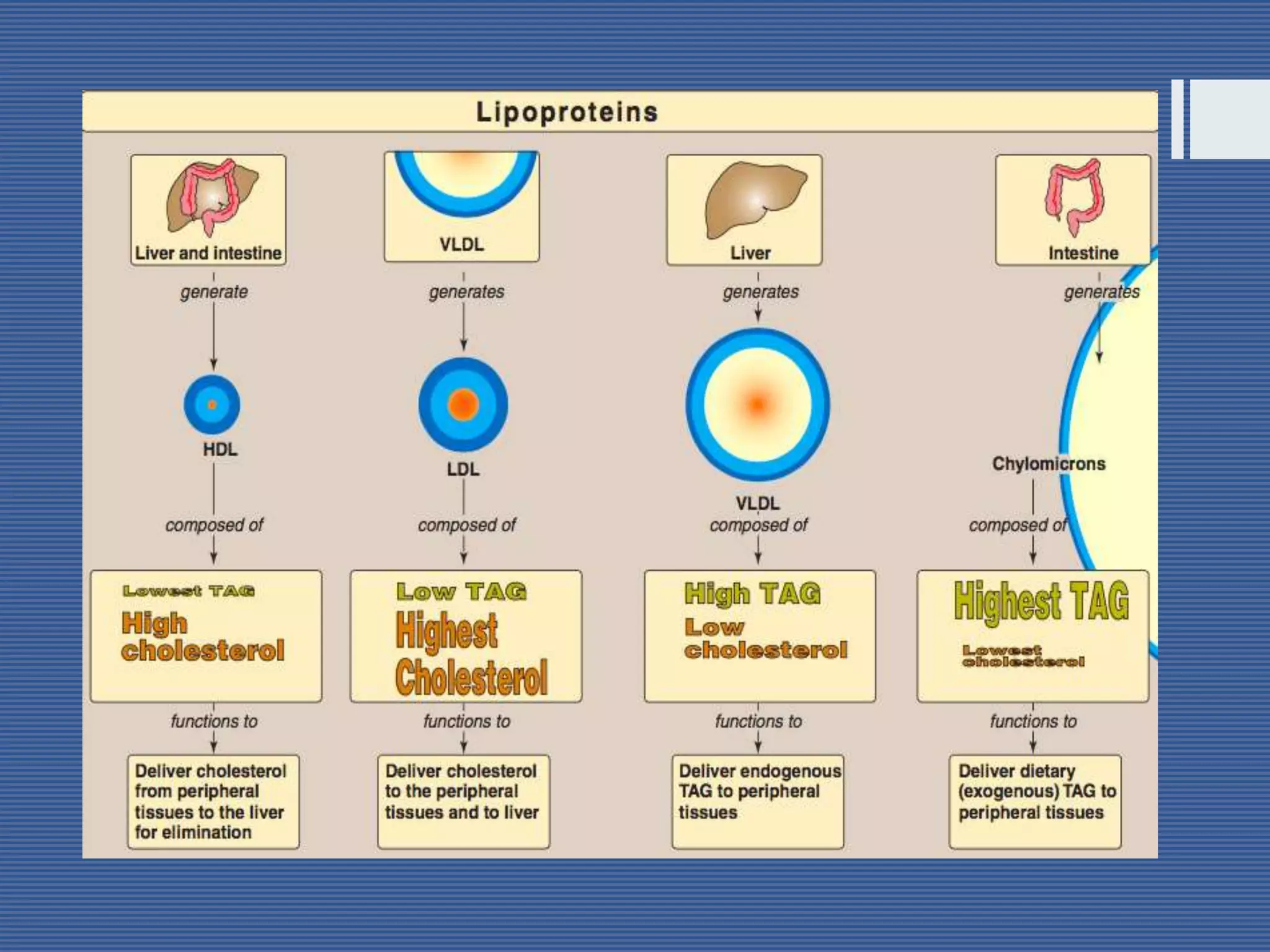Lipoprotein metabolism | PPTX