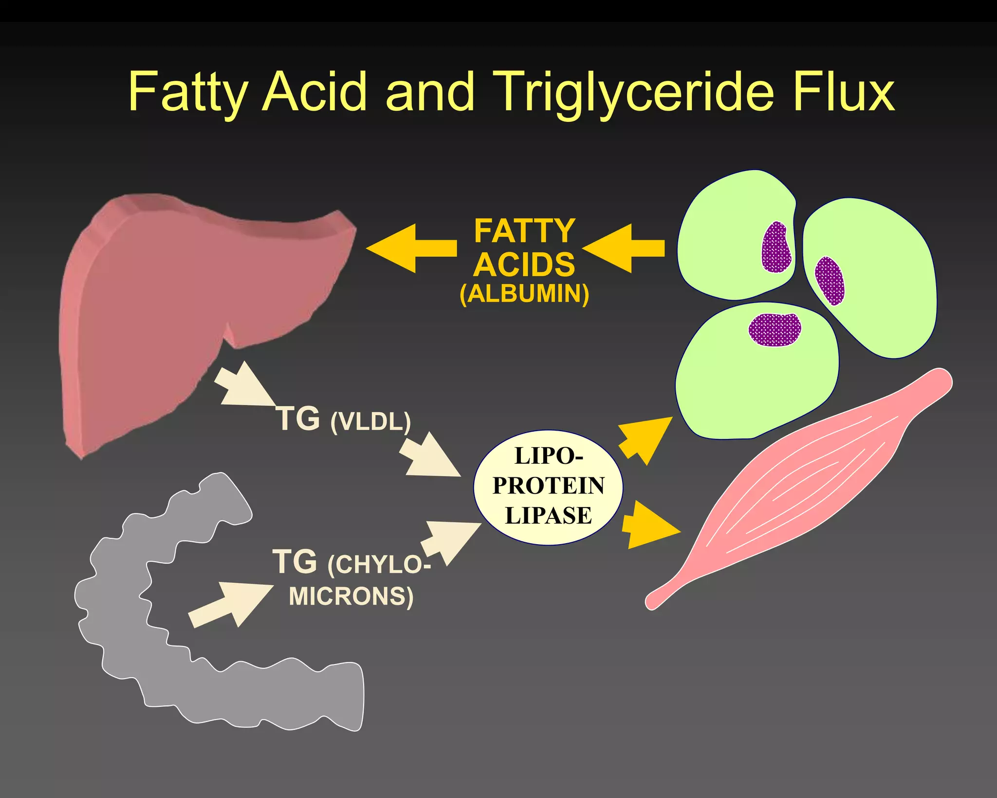 FATTY
ACIDS
(ALBUMIN)
TG (VLDL)
TG (CHYLO-
MICRONS)
LIPO-
PROTEIN
LIPASE
Fatty Acid and Triglyceride Flux
 