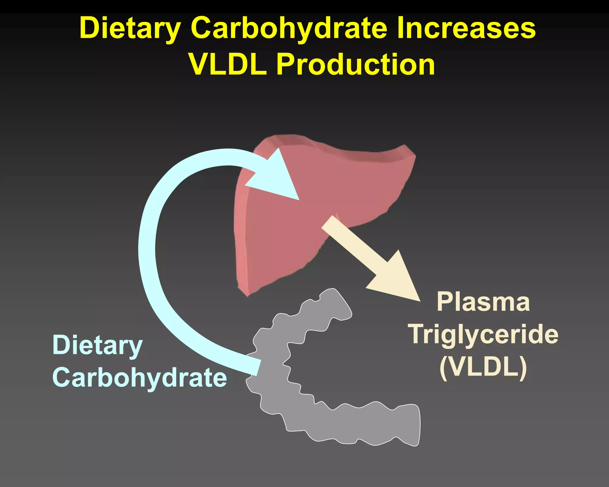 Plasma
Triglyceride
(VLDL)
Dietary Carbohydrate Increases
VLDL Production
Dietary
Carbohydrate
 