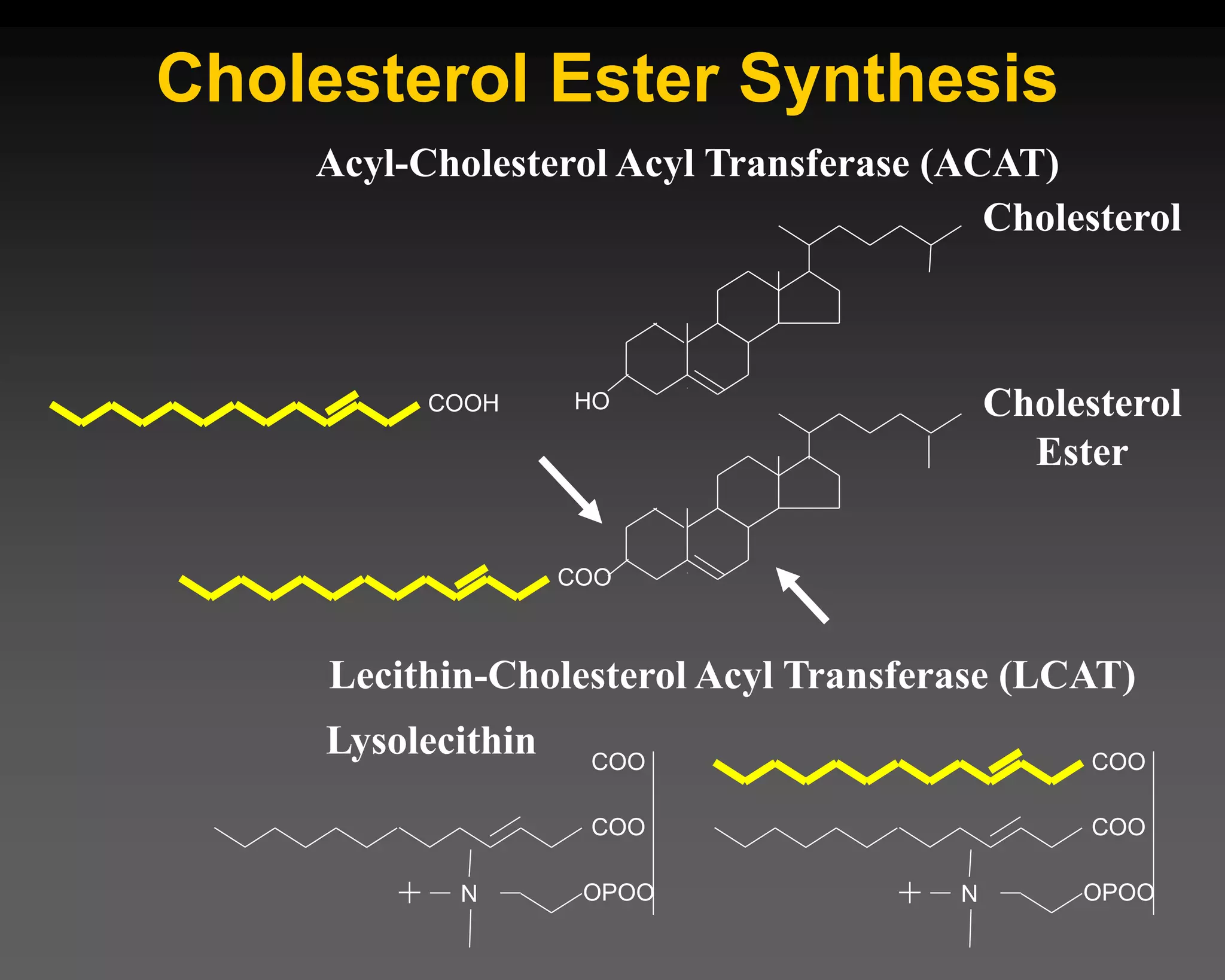 Cholesterol Ester Synthesis
HO
Cholesterol
COOH
COO
COO
OPOO
N
+
Cholesterol
Ester
COO
COO
COO
OPOO
N
+
Lysolecithin
Lecithin-Cholesterol Acyl Transferase (LCAT)
Acyl-Cholesterol Acyl Transferase (ACAT)
 