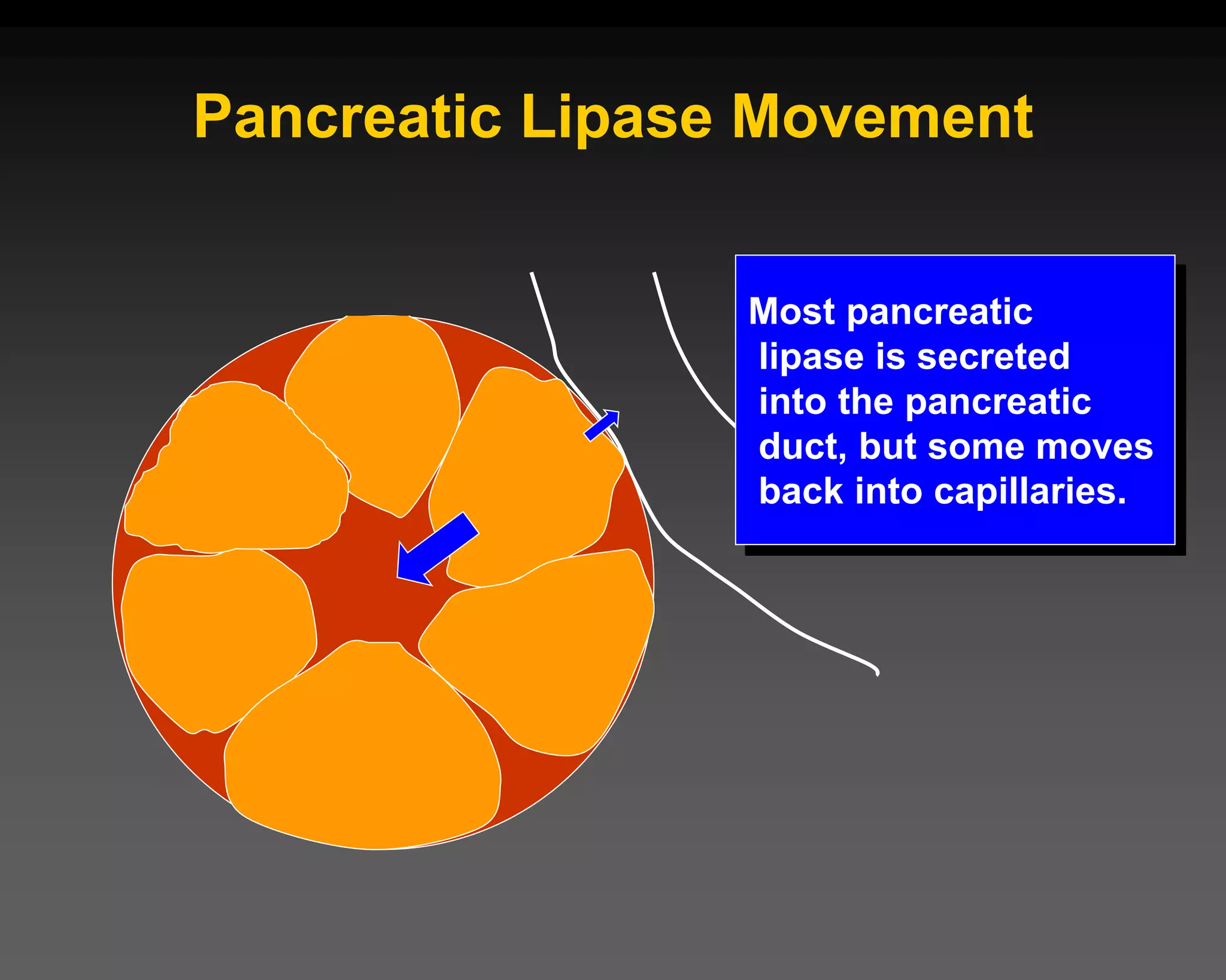 Pancreatic Lipase Movement
Most pancreatic
lipase is secreted
into the pancreatic
duct, but some moves
back into capillaries.
 