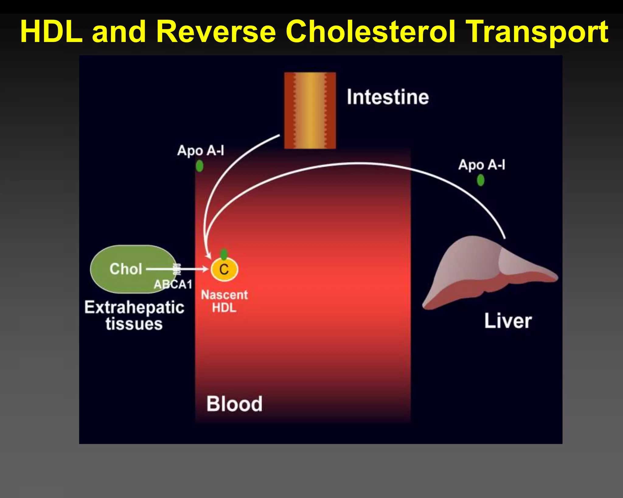 HDL and Reverse Cholesterol Transport
 