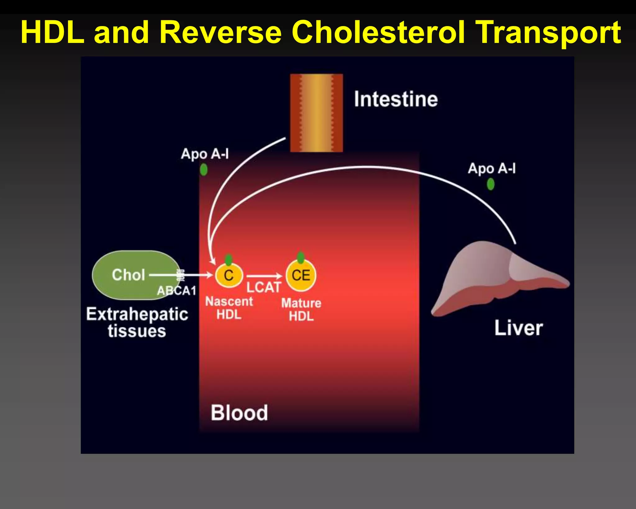 HDL and Reverse Cholesterol Transport
 