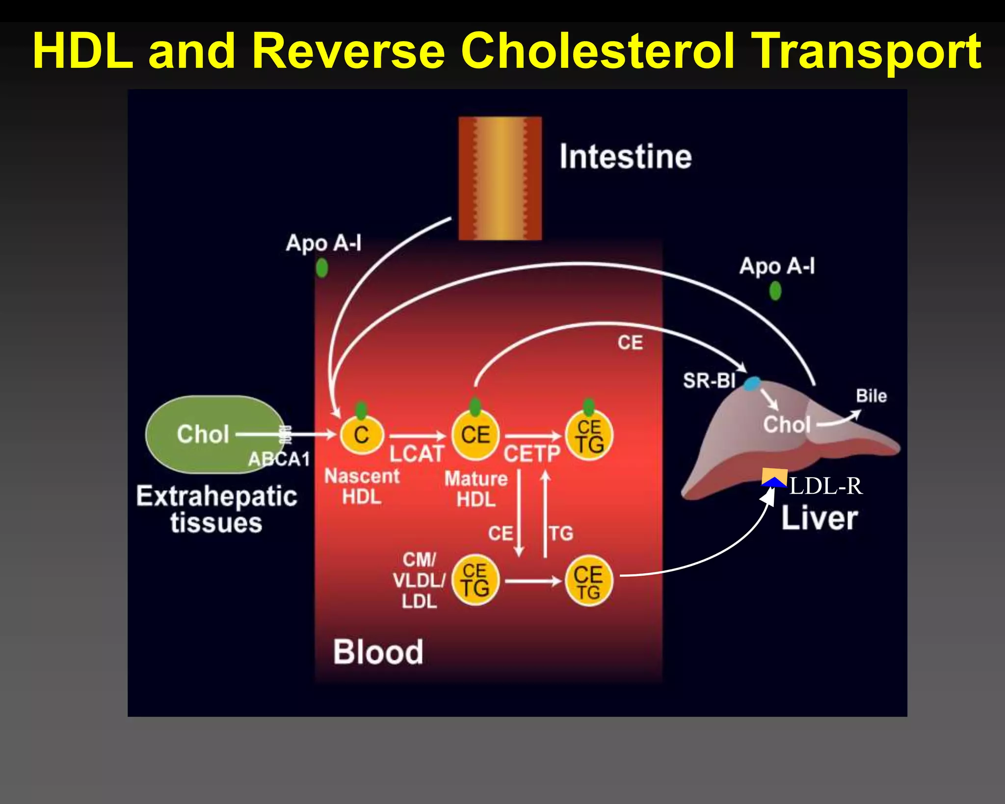 LDL-R
HDL and Reverse Cholesterol Transport
 