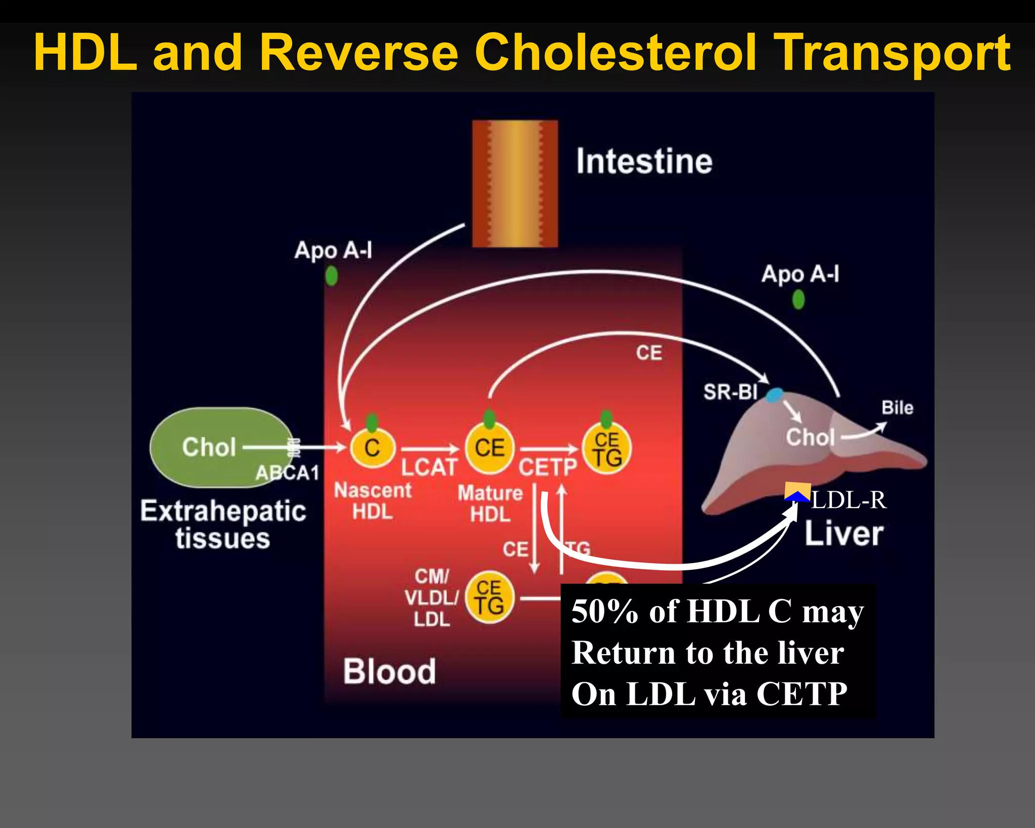 LDL-R
50% of HDL C may
Return to the liver
On LDL via CETP
HDL and Reverse Cholesterol Transport
 