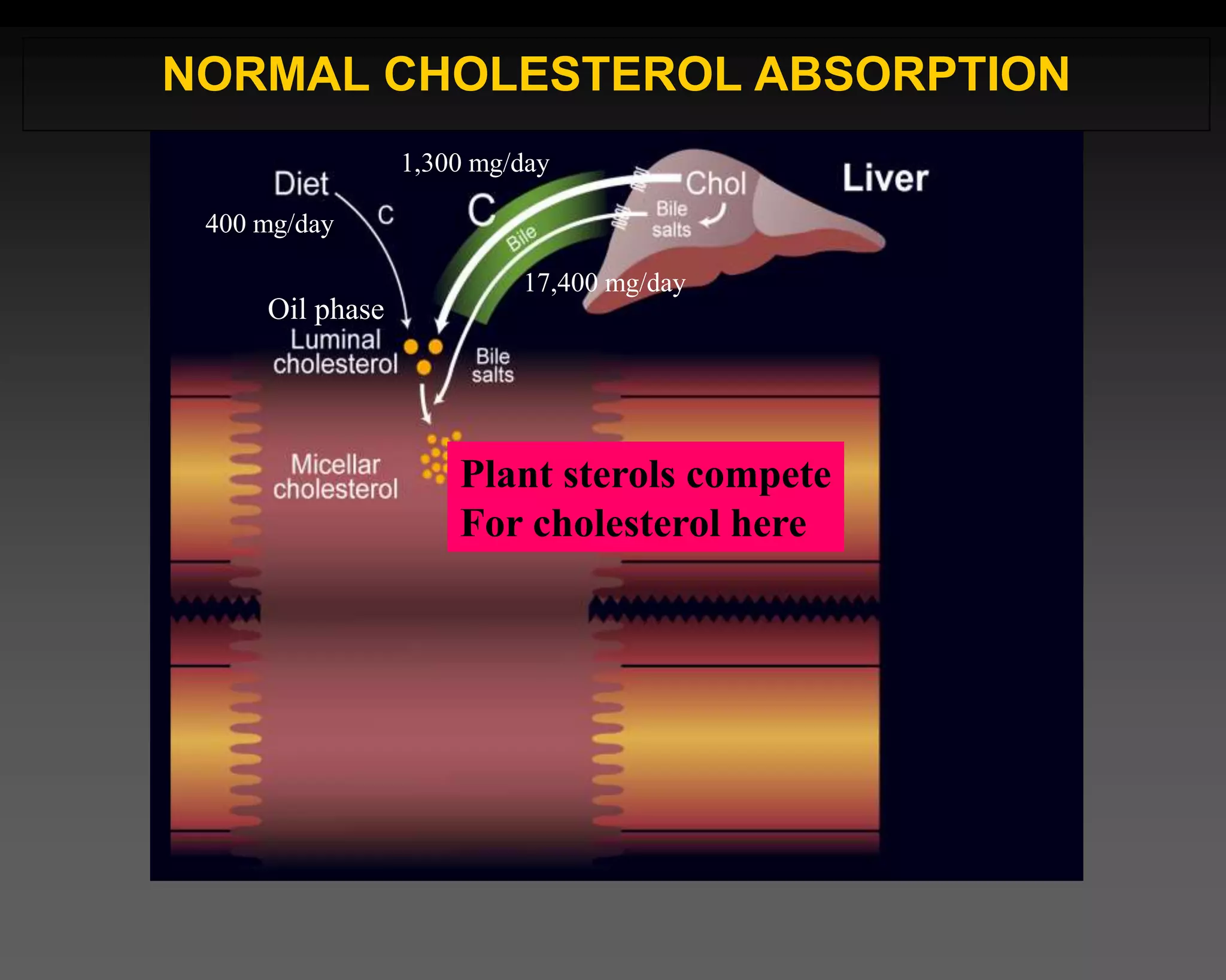 400 mg/day
1,300 mg/day
17,400 mg/day
NORMAL CHOLESTEROL ABSORPTION
Plant sterols compete
For cholesterol here
Oil phase
 