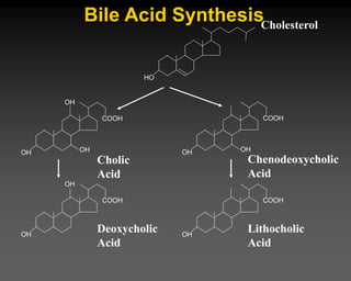 Bile Acid Synthesis
HO
Cholesterol
OH
OH
OH
COOH
OH OH
COOH
OH
COOH
OH
OH
COOH
Chenodeoxycholic
Acid
Lithocholic
Acid
Cholic
Acid
Deoxycholic
Acid
 