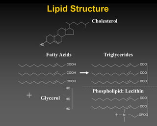 Lipid Structure
HO
Cholesterol
COOH
COOH
COOH
HO
HO
HO
+
Fatty Acids
Glycerol
COO
COO
COO
Triglycerides
COO
COO
OPOO
N
Phospholipid: Lecithin
+
 