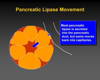 Pancreatic Lipase Movement
Most pancreatic
lipase is secreted
into the pancreatic
duct, but some moves
back into capillaries.
 