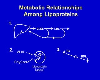 Metabolic Relationships
Among Lipoproteins
LDL
1.
3.
2.
Lipoprotein
Lipase`
TG
HDL
VLDL
 