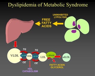 FREE
FATTY
ACIDS
Dyslipidemia of Metabolic Syndrome
VLDL CETP
TG
CE
HDL LDL
CETP
TG
CE
LIPASE
sdLDL
FATTY ACIDS
GLYCEROL
HDL
CATABOLISM
UNINHIBITED
LYPOLYSIS
 