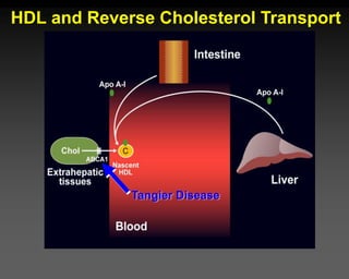 HDL and Reverse Cholesterol Transport
Tangier Disease
 
