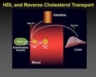 HDL and Reverse Cholesterol Transport
 