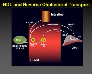 HDL and Reverse Cholesterol Transport
 