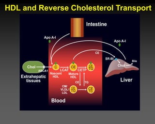 HDL and Reverse Cholesterol Transport
 