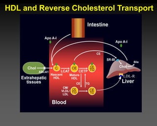 LDL-R
HDL and Reverse Cholesterol Transport
 