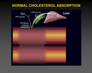 400 mg/day
1,300 mg/day
NORMAL CHOLESTEROL ABSORPTION
Oil phase
 