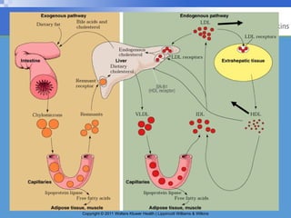 Lipoprotein metabolism and lipids in humans | PPT