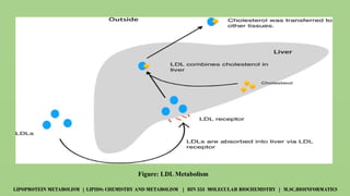 Overview of Lipoprotein Metabolism and Lipid Transport Mechanisms | PPTX