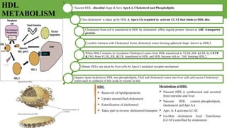 Overview of Lipoprotein Metabolism and Lipid Transport Mechanisms | PPTX