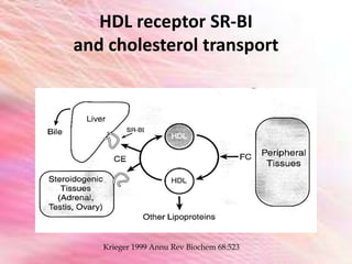Krieger 1999 Annu Rev Biochem 68:523
HDL receptor SR-BI
and cholesterol transport
 