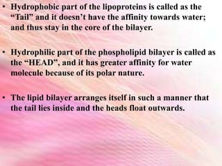 • Hydrophobic part of the lipoproteins is called as the
“Tail” and it doesn’t have the affinity towards water;
and thus stay in the core of the bilayer.
• Hydrophilic part of the phospholipid bilayer is called as
the “HEAD”, and it has greater affinity for water
molecule because of its polar nature.
• The lipid bilayer arranges itself in such a manner that
the tail lies inside and the heads float outwards.
 