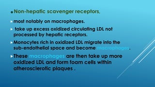 .Non-hepatic scavenger receptors,
most notably on macrophages.
 take up excess oxidized circulating LDL not
processed by hepatic receptors.
Monocytes rich in oxidized LDL migrate into the
sub-endothelial space and become macrophages.
These macrophages are then take up more
oxidized LDL and form foam cells within
atherosclerotic plaques .
 