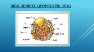 HIGH-DENSITY LIPOPROTEIN (HDL)
 
