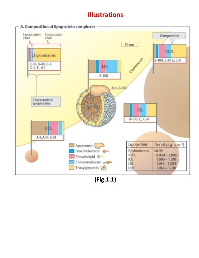 Marks Basic Medical Biochemistry A Clinical Approach 4th